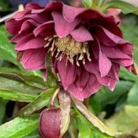 Helleborus 'Catherina' 2L