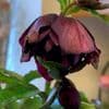 Helleborus 'Catherina' 2L