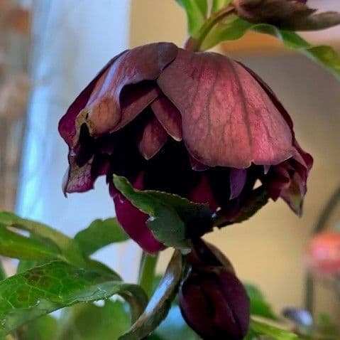 Helleborus 'Catherina' 2L