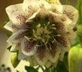 Helleborus 'Cinderella '  2.5L    SOLD OUT