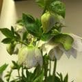 Helleborus 'Cinderella '  2.5L    SOLD OUT