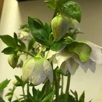 Helleborus 'Cinderella '  2.5L    SOLD OUT