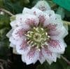 Helleborus 'Cinderella ' 2.5L SOLD OUT