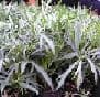 Helleborus foetidus 'Westerflisk'   3L SOLD OUT