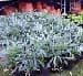 Helleborus foetidus 'Westerflisk'   3L SOLD OUT