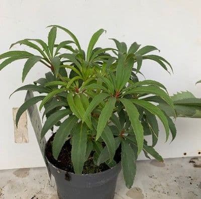 Helleborus foetidus 'Westerflisk'   3L SOLD OUT