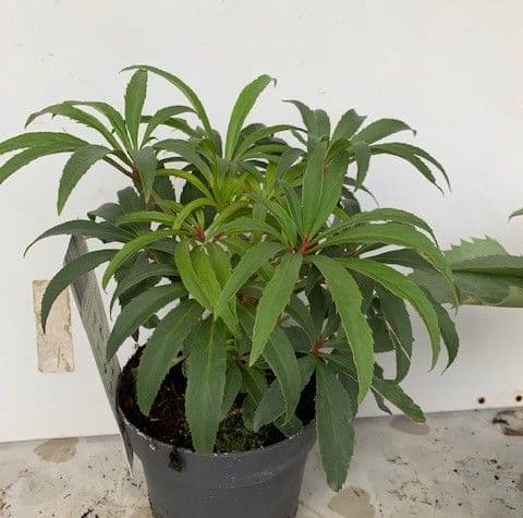 Helleborus foetidus 'Westerflisk'   3L SOLD OUT