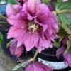 Helleborus Harvington Double Purple 2L