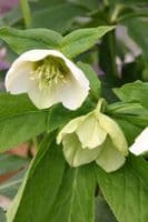 Helleborus hyb. 'Yellow Lady' 2L