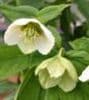 Helleborus hyb. 'Yellow Lady' 2L