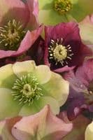 Helleborus hybrid 'Lenten Booty Mix'  2L  SOLD OUT