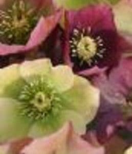 Helleborus hybrid 'Lenten Booty Mix'  2L  SOLD OUT