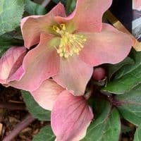 Helleborus 'Merlin'  4.5L
Christmas gift
