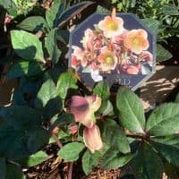 Helleborus 'Merlin'  4.5L
Christmas gift