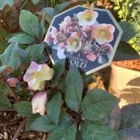 Helleborus 'Merlin'  4.5L
Christmas gift