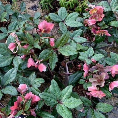 Helleborus 'Merlin'  4.5L
Christmas gift