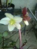 Helleborus niger 'Emma'  2L