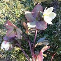 Helleborus niger 'Emma'  2L