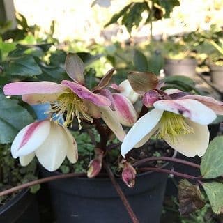 Helleborus niger 'Emma'  2L  