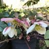 Helleborus niger 'Emma' 2L