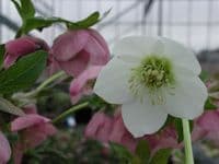 Helleborus ori  'Pure Clear White'  2L