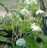 Helleborus ori 'Pure Clear White' 2L
