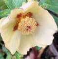 Helleborus ori  'Single Gold Red Star'  2L