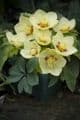 Helleborus ori  'Single Gold Red Star'  2L