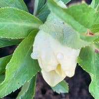 Helleborus ori  'Single Gold Red Star'  2L