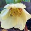 Helleborus ori 'Single Gold Red Star' 2L