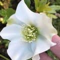 Helleborus orient. White Lady  2L