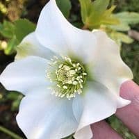 Helleborus orient. White Lady  2L