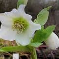 Helleborus orient. White Lady  2L