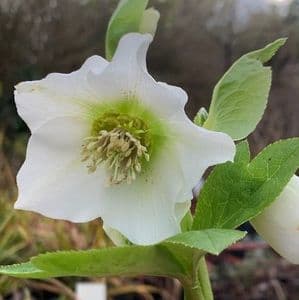 Helleborus orient. White Lady  2L