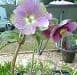 Helleborus orientalis mixed cols. 2L