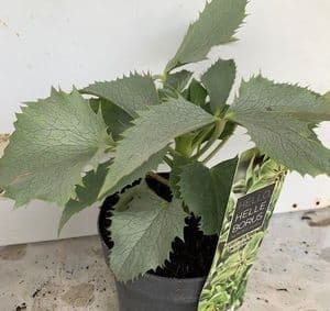 Helleborus  'Silver Lace'  (argutifolius) 2.5L SOLD OUT