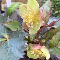 Helleborus 'Silver Lace' (sternii) 2L NOW IN STOCK