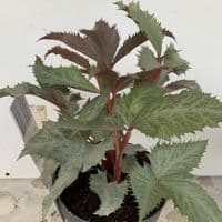 Helleborus 'Silver Lace' (sternii) 2L NOW IN STOCK