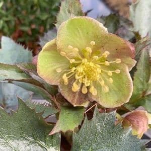 Helleborus 'Silver Lace' (sternii) 2L NOW IN STOCK