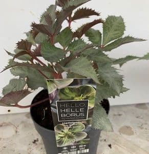 Helleborus 'Silver Lace' (sternii) 2L SOLD OUT