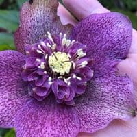Helleborus  'Tutu'  3L
gift for a gardener
christmas gift