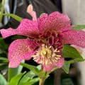 Helleborus  'Tutu'  3L
gift for a gardener
christmas gift