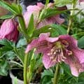 Helleborus  'Tutu'  3L
gift for a gardener
christmas gift