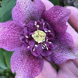 Helleborus  'Tutu'  3L
gift for a gardener
christmas gift