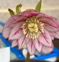 Helleborus 'Waterlily Double'  2L
