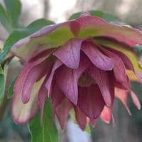 Helleborus 'Waterlily Double'  2L