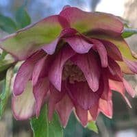 Helleborus 'Waterlily Double'  2L