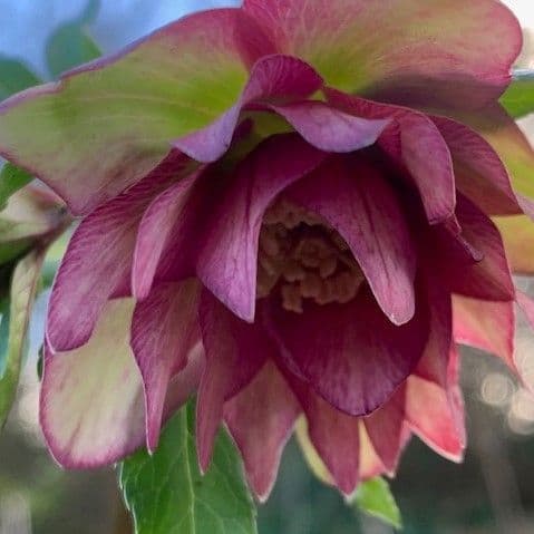 Helleborus 'Waterlily Double'  2L