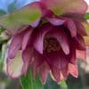 Helleborus 'Waterlily Double' 2L