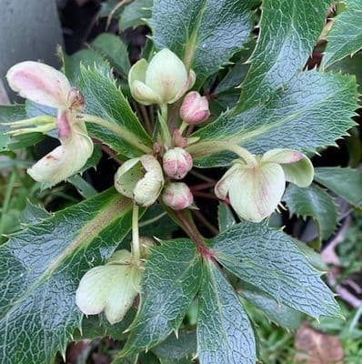 Helleborus x sternii  2L